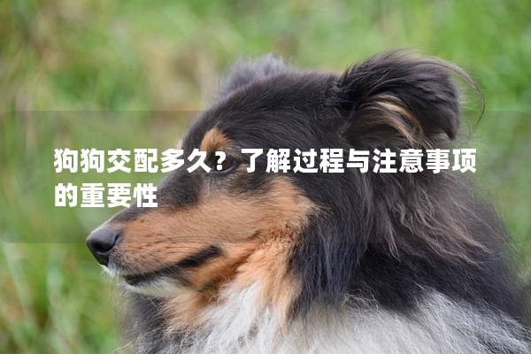 狗狗交配多久？了解过程与注意事项的重要性