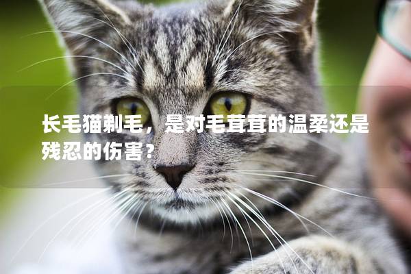 长毛猫剃毛，是对毛茸茸的温柔还是残忍的伤害？