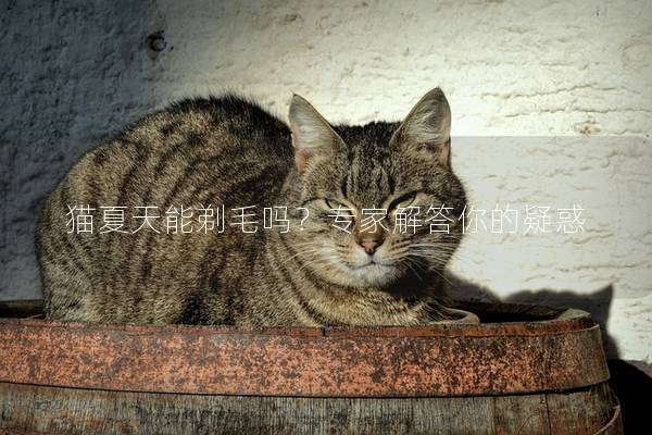 猫夏天能剃毛吗？专家解答你的疑惑