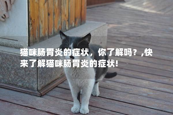 猫咪肠胃炎的症状，你了解吗？,快来了解猫咪肠胃炎的症状!