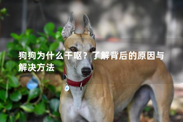 狗狗为什么干呕？了解背后的原因与解决方法