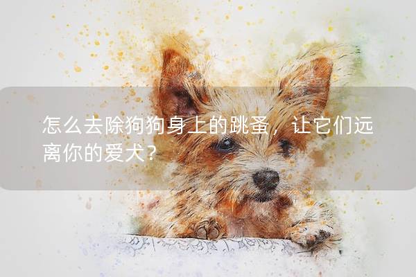 怎么去除狗狗身上的跳蚤，让它们远离你的爱犬？