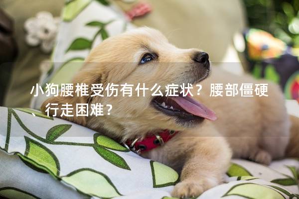 小狗腰椎受伤有什么症状？腰部僵硬、行走困难？