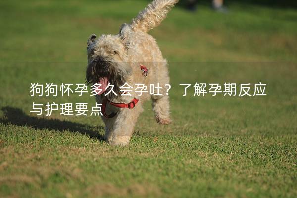 狗狗怀孕多久会孕吐？了解孕期反应与护理要点