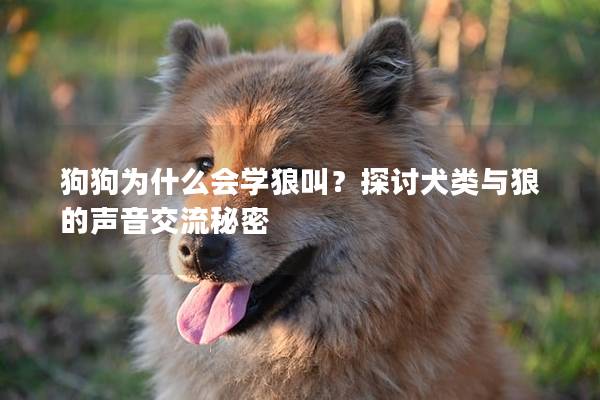 狗狗为什么会学狼叫？探讨犬类与狼的声音交流秘密