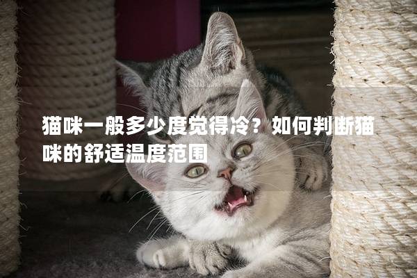 猫咪一般多少度觉得冷？如何判断猫咪的舒适温度范围