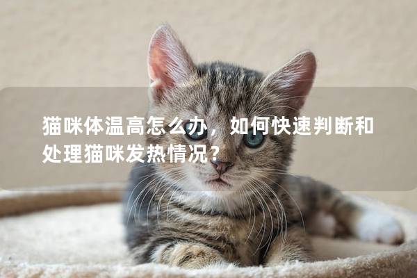 猫咪体温高怎么办，如何快速判断和处理猫咪发热情况？