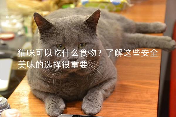 猫咪可以吃什么食物？了解这些安全美味的选择很重要