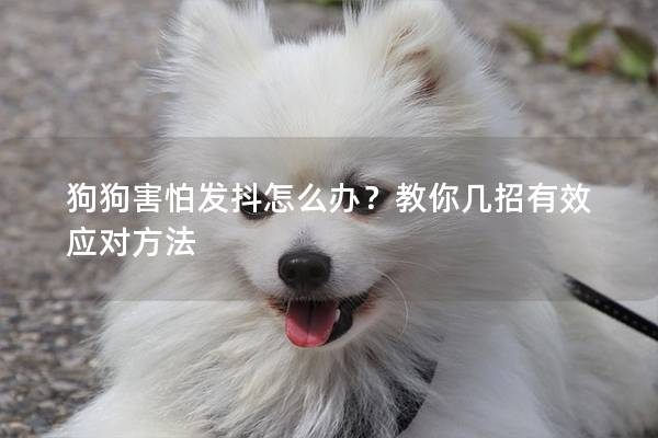 狗狗害怕发抖怎么办？教你几招有效应对方法