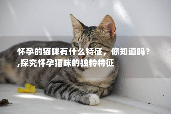 怀孕的猫咪有什么特征，你知道吗？,探究怀孕猫咪的独特特征