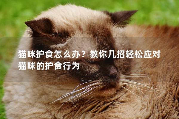 猫咪护食怎么办？教你几招轻松应对猫咪的护食行为