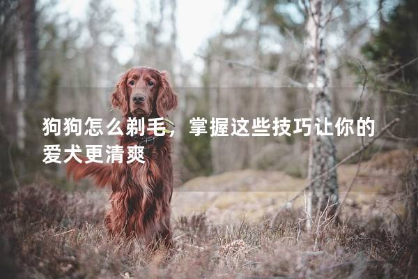 狗狗怎么剃毛，掌握这些技巧让你的爱犬更清爽