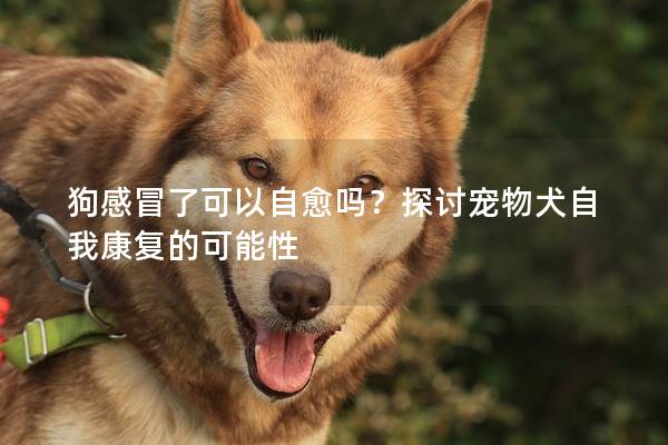 狗感冒了可以自愈吗？探讨宠物犬自我康复的可能性