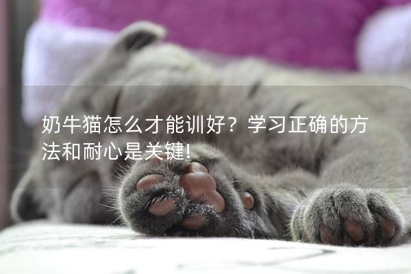 奶牛猫怎么才能训好？学习正确的方法和耐心是关键!