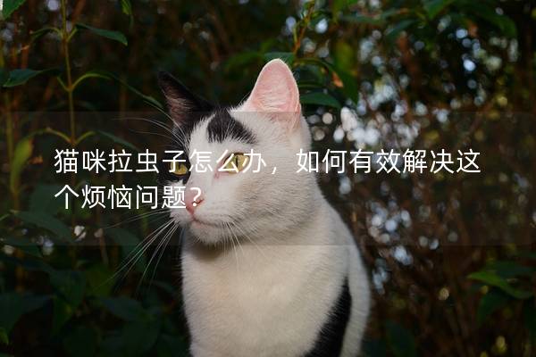 猫咪拉虫子怎么办，如何有效解决这个烦恼问题？