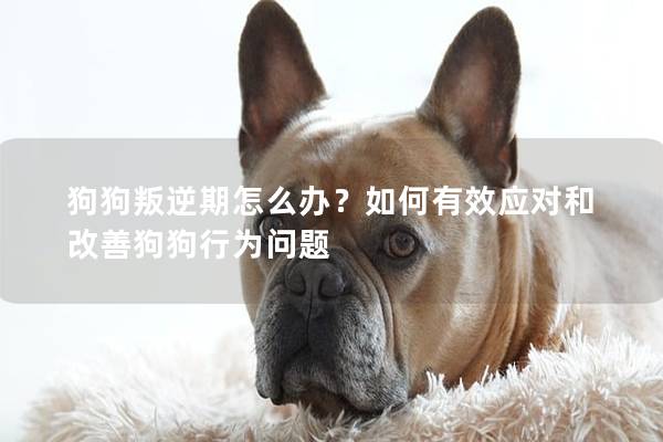 狗狗叛逆期怎么办？如何有效应对和改善狗狗行为问题