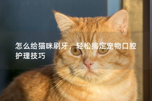 怎么给猫咪刷牙，轻松搞定宠物口腔护理技巧