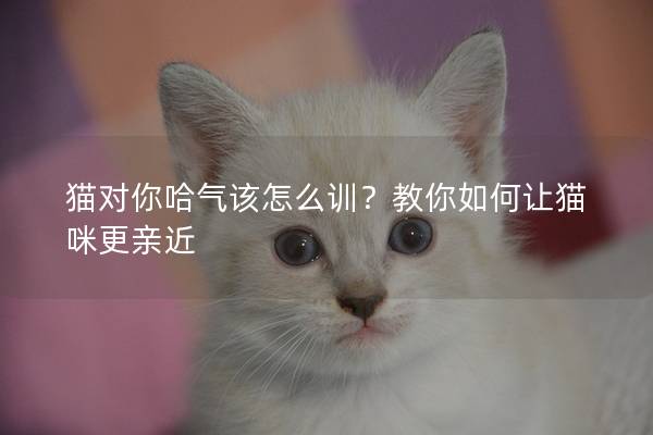 猫对你哈气该怎么训？教你如何让猫咪更亲近