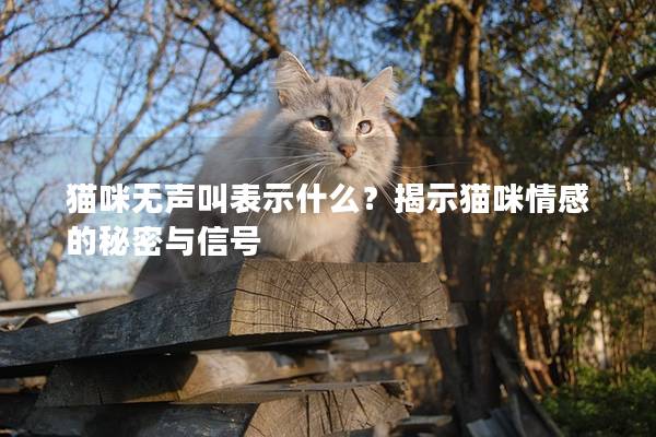 猫咪无声叫表示什么？揭示猫咪情感的秘密与信号