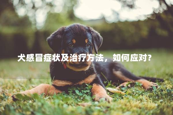 犬感冒症状及治疗方法，如何应对？