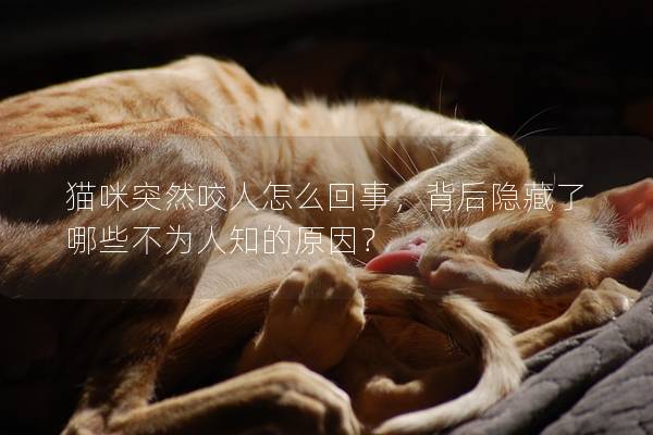 猫咪突然咬人怎么回事，背后隐藏了哪些不为人知的原因？