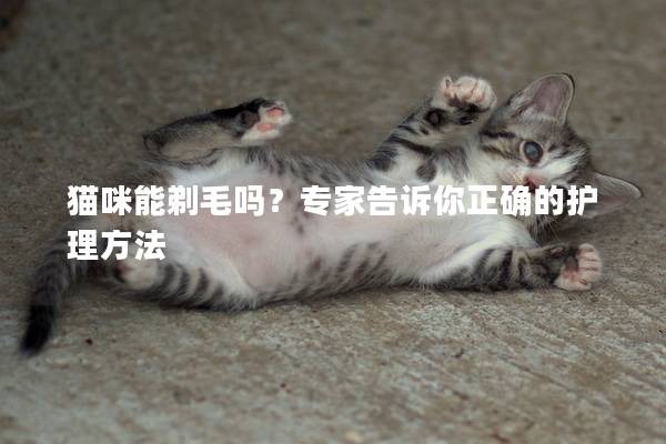 猫咪能剃毛吗？专家告诉你正确的护理方法