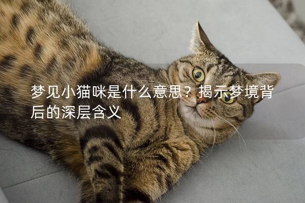 梦见小猫咪是什么意思？揭示梦境背后的深层含义