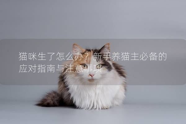 猫咪生了怎么办？新手养猫主必备的应对指南与注意事项