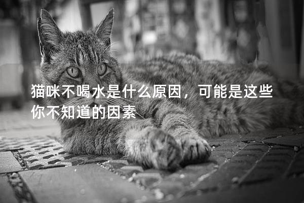 猫咪不喝水是什么原因，可能是这些你不知道的因素