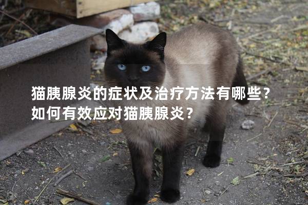 猫胰腺炎的症状及治疗方法有哪些？如何有效应对猫胰腺炎？