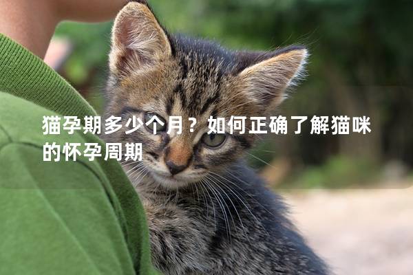 猫孕期多少个月？如何正确了解猫咪的怀孕周期