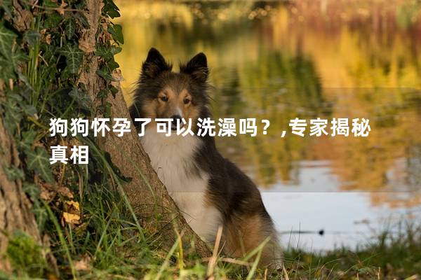 狗狗怀孕了可以洗澡吗？,专家揭秘真相