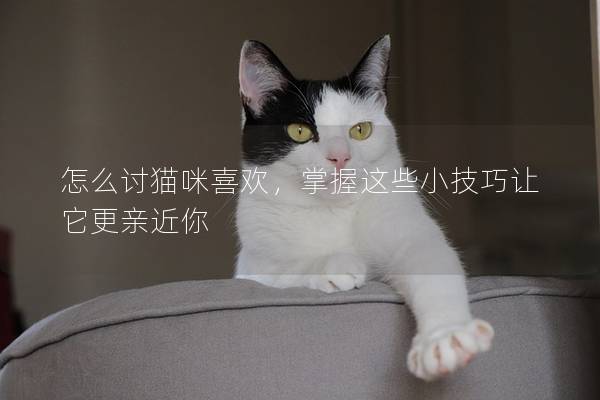 怎么讨猫咪喜欢，掌握这些小技巧让它更亲近你