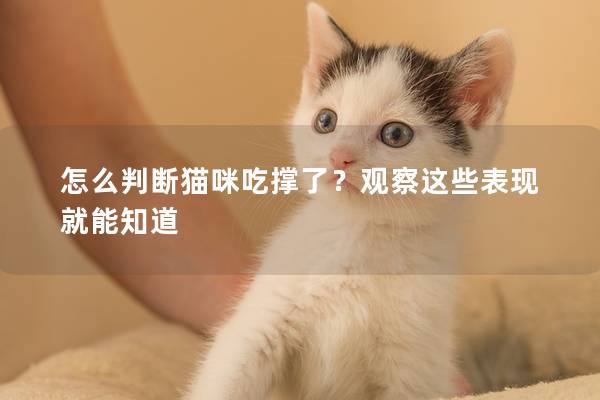 怎么判断猫咪吃撑了？观察这些表现就能知道