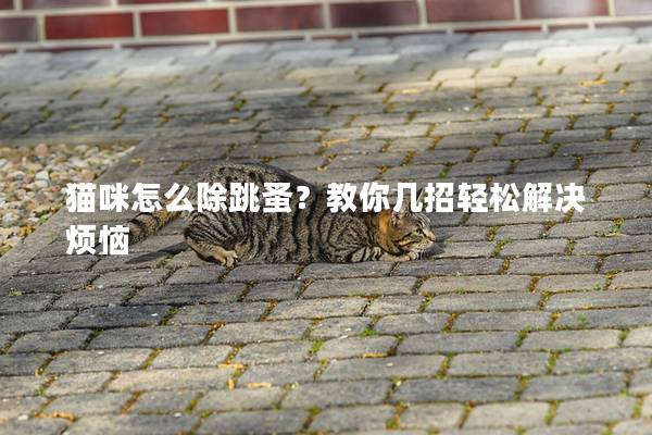 猫咪怎么除跳蚤？教你几招轻松解决烦恼