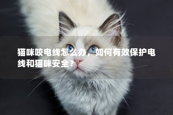 猫咪咬电线怎么办，如何有效保护电线和猫咪安全？