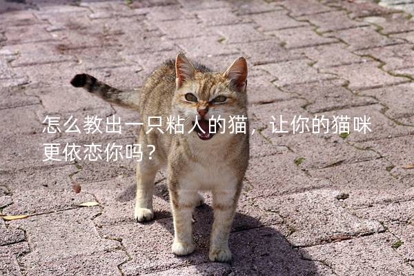 怎么教出一只粘人的猫，让你的猫咪更依恋你吗？