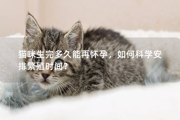 猫咪生完多久能再怀孕，如何科学安排繁殖时间？