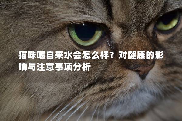 猫咪喝自来水会怎么样？对健康的影响与注意事项分析