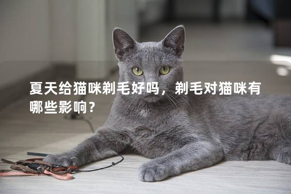 夏天给猫咪剃毛好吗，剃毛对猫咪有哪些影响？