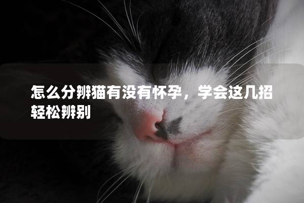 怎么分辨猫有没有怀孕，学会这几招轻松辨别