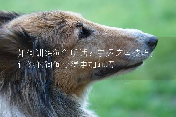 如何训练狗狗听话？掌握这些技巧，让你的狗狗变得更加乖巧