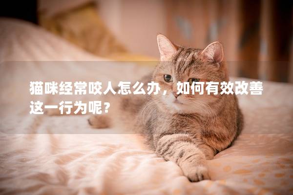 猫咪经常咬人怎么办，如何有效改善这一行为呢？