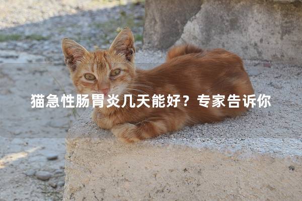 猫急性肠胃炎几天能好？专家告诉你