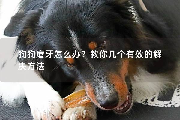 狗狗磨牙怎么办？教你几个有效的解决方法