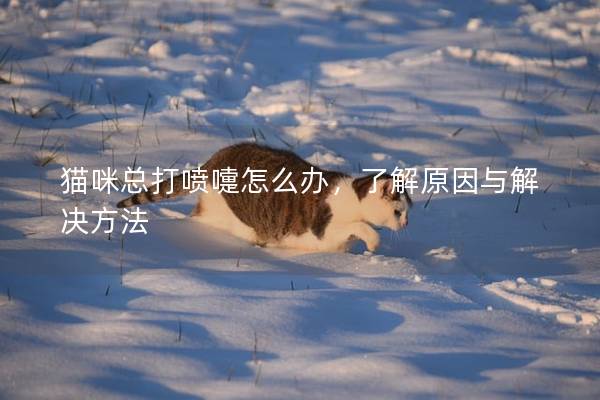 猫咪总打喷嚏怎么办，了解原因与解决方法