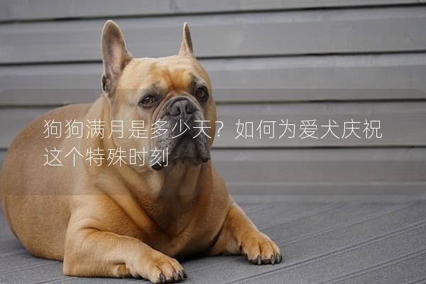 狗狗满月是多少天？如何为爱犬庆祝这个特殊时刻