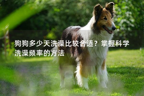 狗狗多少天洗澡比较合适？掌握科学洗澡频率的方法