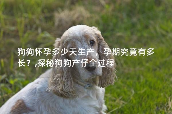 狗狗怀孕多少天生产，孕期究竟有多长？,探秘狗狗产仔全过程