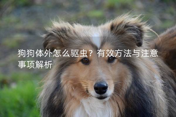 狗狗体外怎么驱虫？有效方法与注意事项解析